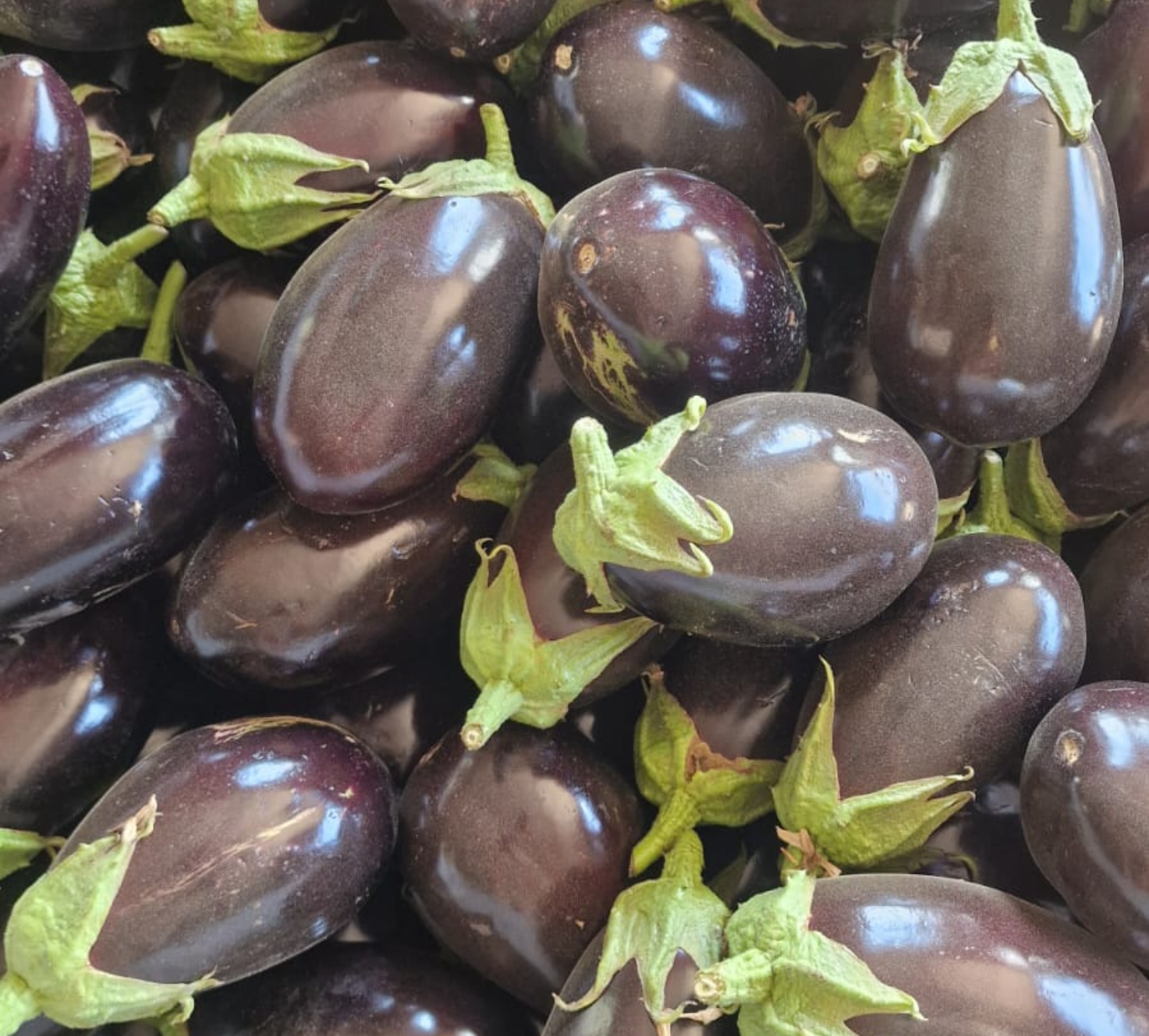 melanzane biologiche a domicilio Orto Primofiore (2)
