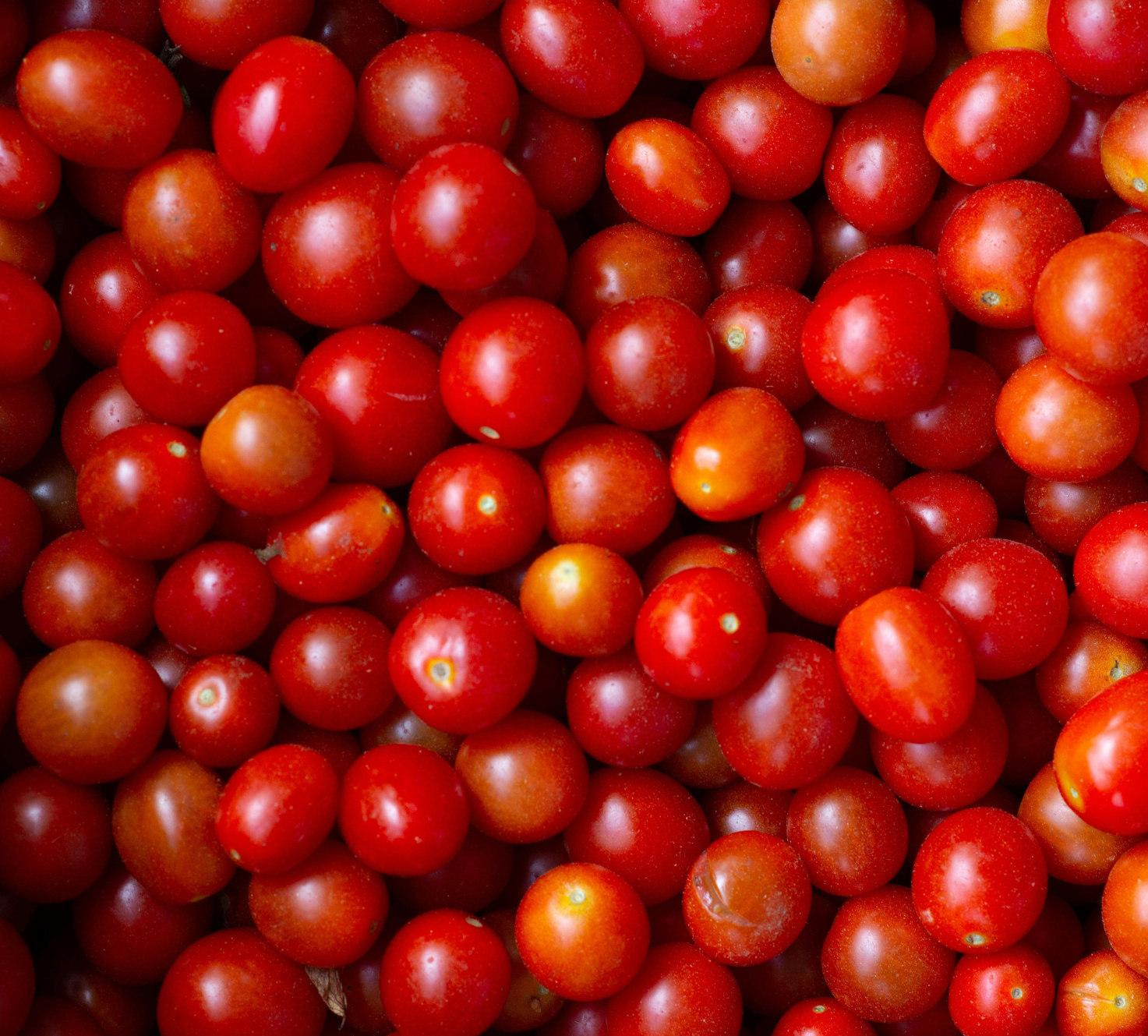 offerta pomodori ciliegino biologiici a domicilio Orto Primofiore